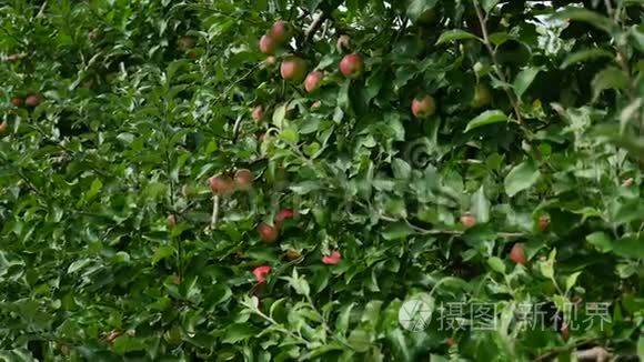 果园里有黄苹果的苹果树视频