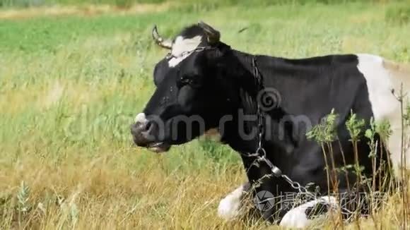 黑与白牛躺在草地上，嚼草