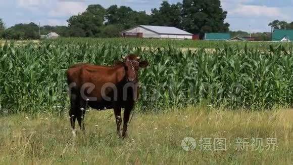 牛在村附近的草地上放牧视频