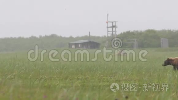 野生棕熊视频