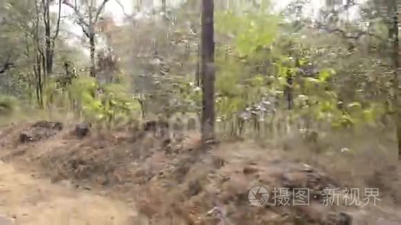 印度国家公园的森林景观视频