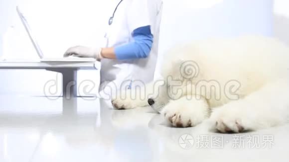 兽医诊所的兽医检查犬视频