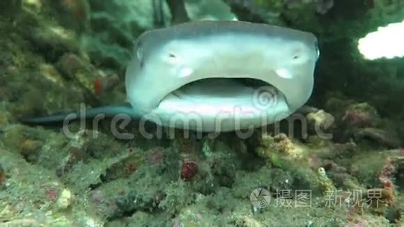 黑尖暗礁鲨鱼在水下游泳视频