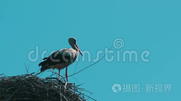 站在天空背景下的支柱高压电力线上的巢中