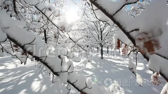 冬天的森林风景视频