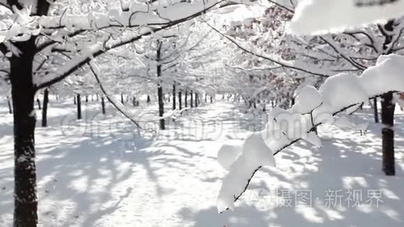 冬天的森林风景视频