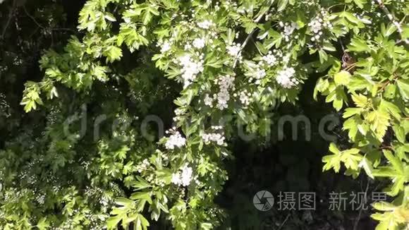 林园春花.