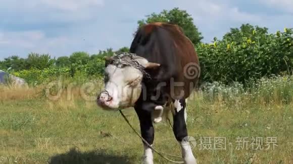 美丽的灰白色公牛在草地上吃草视频