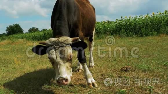 美丽的灰白色公牛在草地上吃草视频