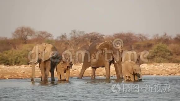 非洲大象喝水