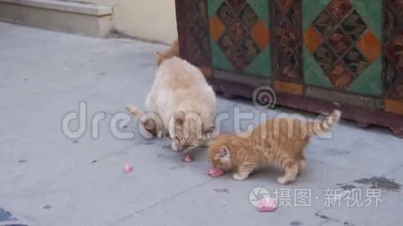 流浪红猫带着一只小猫在街上吃食物