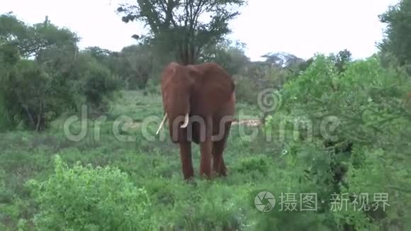 肯尼亚萨凡纳野生动物园的大象视频