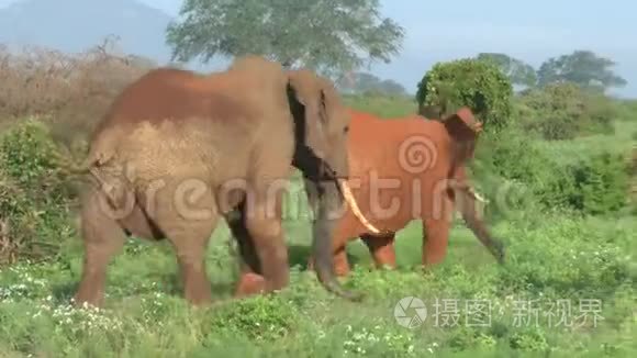 肯尼亚萨凡纳野生动物园的大象视频