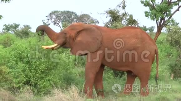 肯尼亚萨凡纳野生动物园的大象视频