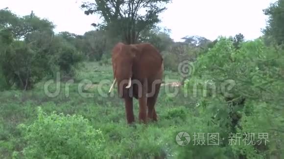 肯尼亚萨凡纳野生动物园的大象视频