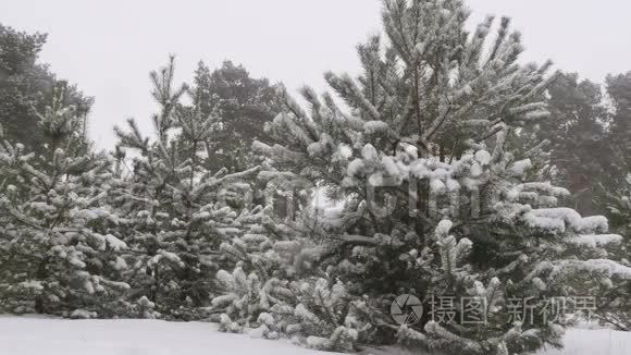 白雪皑皑的冬林圣诞节视频