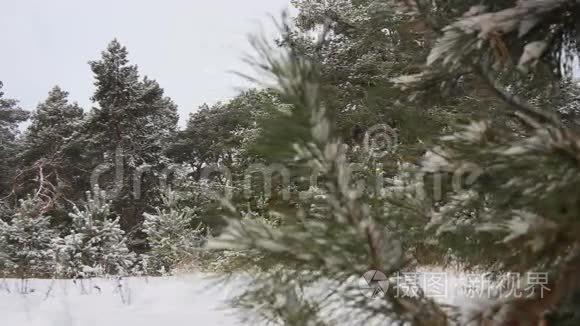 白雪皑皑的冬林圣诞节视频