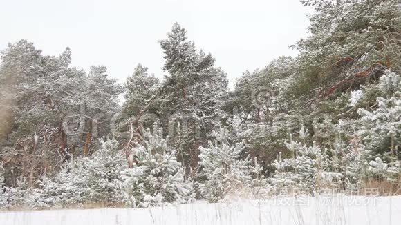 白雪皑皑的冬林圣诞节视频