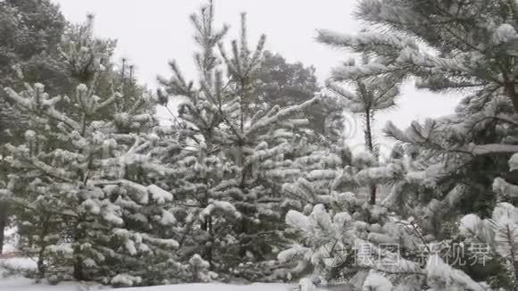 白雪皑皑的冬林圣诞节视频