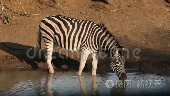 平原斑马喝酒视频