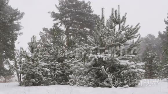 白雪皑皑的冬林圣诞节视频