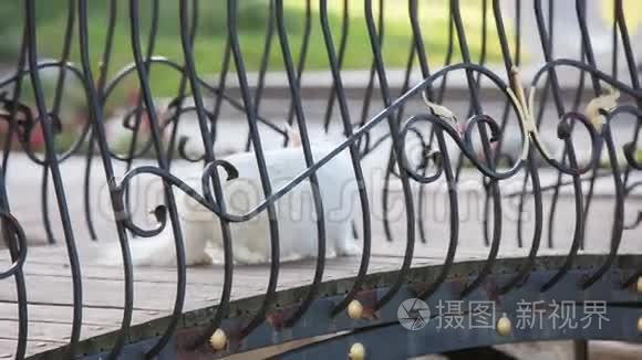 缅因州野猫浣熊视频