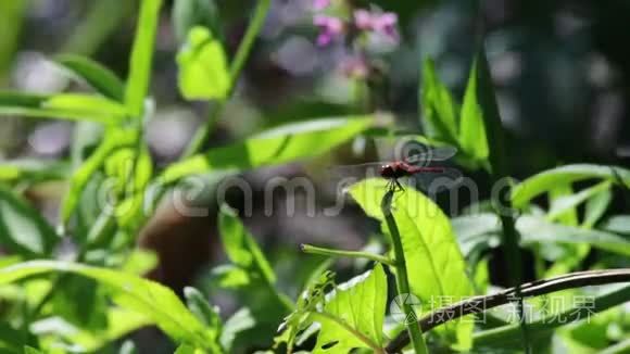 蜻蜓在一个分支植物上