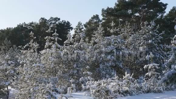 白雪皑皑的冬林圣诞节