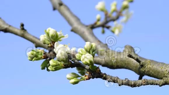 苹果在春天开花