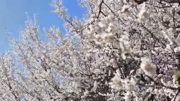 蓝天背景上盛开的杏树视频