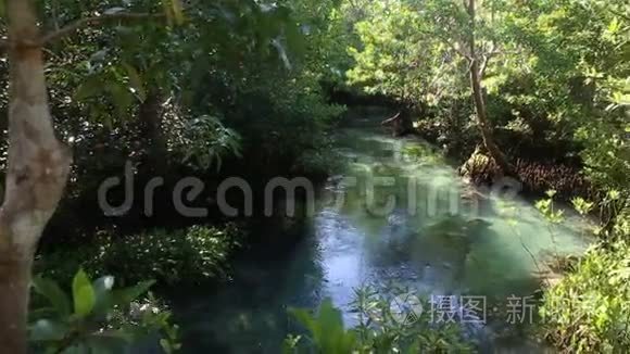 红树林根间的清水流动