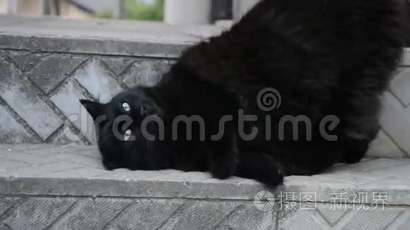 浓密长发的肖像，黑色的香蒂里蒂芙尼猫。 闭上胖猫的眼睛，一双漂亮的绿色眼睛坐在家里