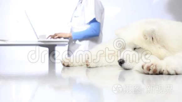 兽医诊所的兽医检查犬视频