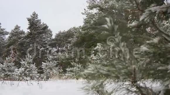 白雪皑皑的冬林圣诞节视频