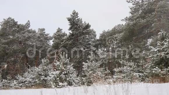 白雪皑皑的冬林圣诞节视频