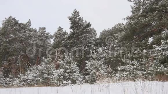 白雪皑皑的冬林圣诞节