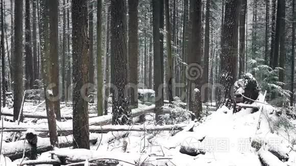 降雪时美丽的冬季森林视频