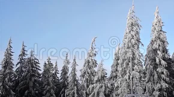 冰雪覆盖公园的冬季景观视频