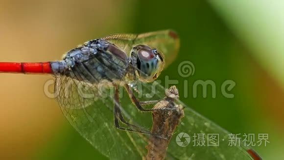 热带雨林中的蜻蜓.