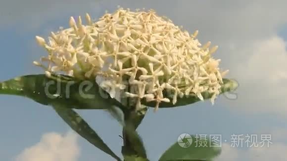 天空中的白色花朵视频