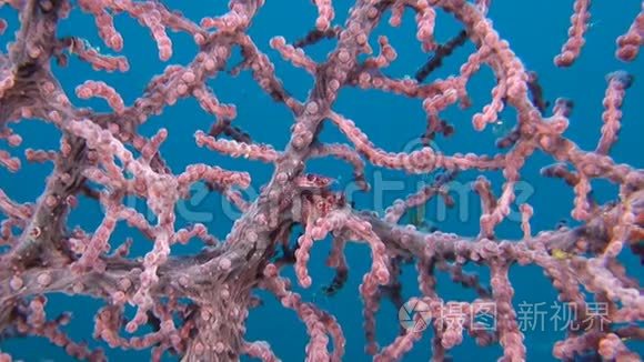 大猩猩珊瑚中的瓷蟹视频