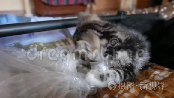 可爱的小猫在玩