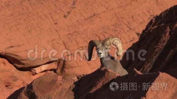 沙漠大角羊羊视频