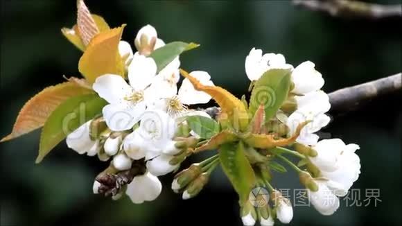 春天樱花树上的花视频