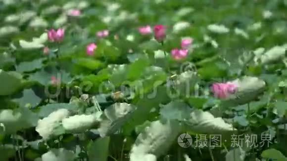 粉红色的彩票在温柔的风中视频