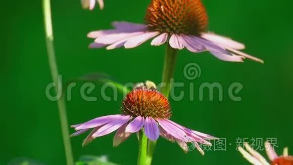 大黄蜂在紫锥花上视频