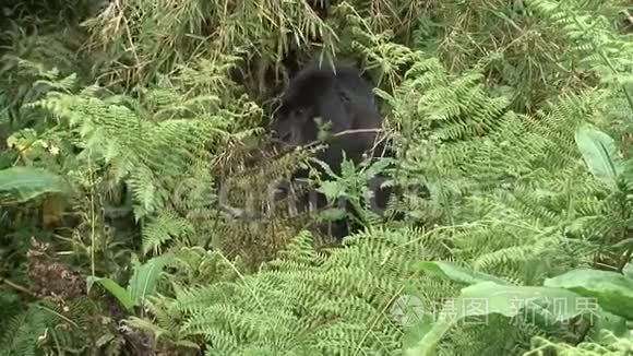 野生大猩猩卢旺达非洲热带森林视频