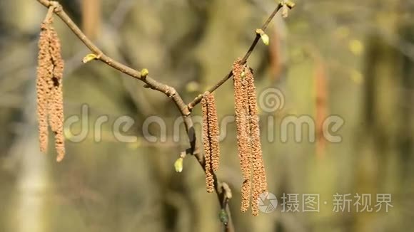 榛子在春天开花视频