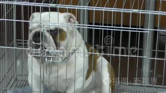 狗种英国斗牛犬