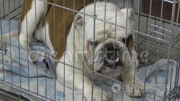 狗种英国斗牛犬视频